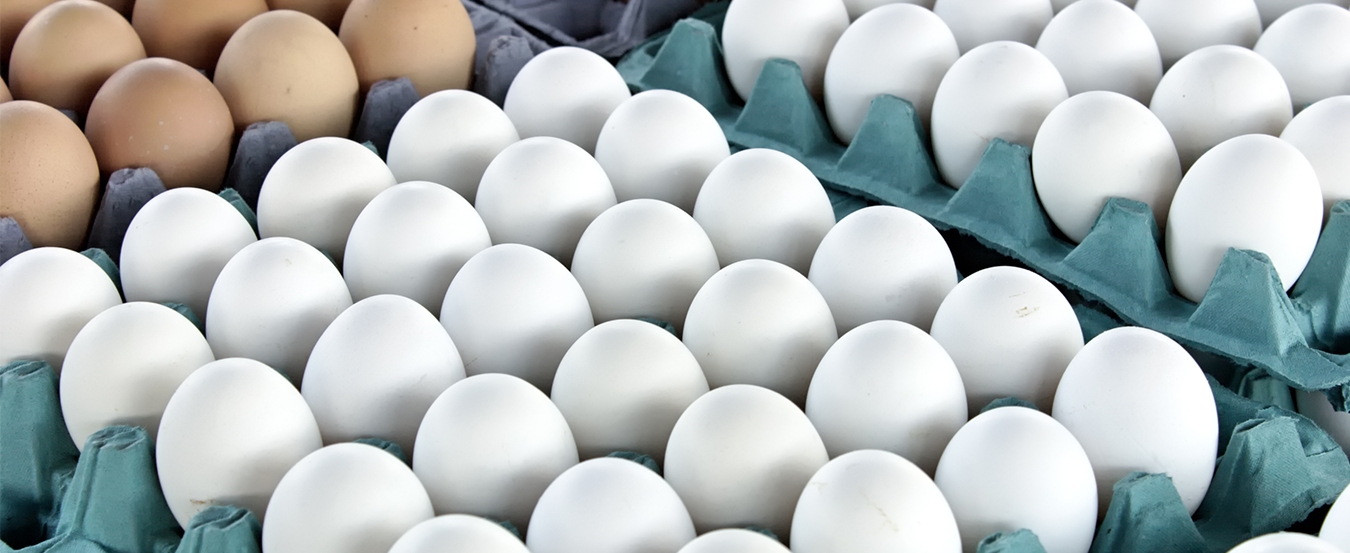 El Banna Group Sections Egglite